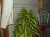 white widow grow 047.jpg