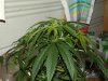 white widow grow 053.jpg