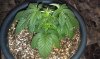 LSD seedling 11-18-13 -2.jpg