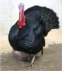 black-turkey-w640h480.jpg