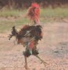 Messed-Up-Chicken.jpg