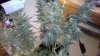 big buddha 5 weeks flowering 2.jpg