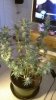 big buddha 5 weeks flowering 3.jpg