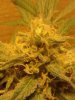 Grape God. 36 days flowering. 12-01.jpg