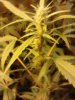 Jack The Ripper#1. 1 week flower. 12-01.jpg