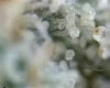 Bloodwreck trichomes.jpg