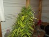 white widow grow day 36 and day 8 008.jpg