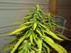 white widow grow day 36 and day 8 009.jpg