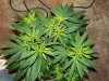 white widow grow day 36 and day 8 003.jpg