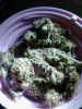 Heres my loud.. ;) Blueberry Yum Yum. 12-03.jpg