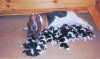 maxxs_baby_pix_12pups_1.jpg