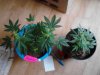 Bandana on left. Mazar x White Rhino on right. veg. 12-04.jpg