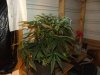 white widow grow day 38 and day 10 003.jpg