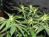 white widow grow day 38 and day 10 007.jpg