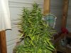 white widow grow day 38 and day 10 009.jpg