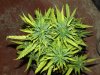 white widow grow day 38 and day 10 015.jpg