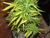 white widow grow day 38 and day 10 017.jpg