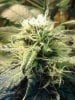 Purple V#2. 12 days flower. 12-03.jpg