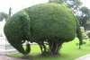 topiary_large.jpg