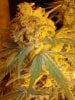 Grape God dosed x P3. 12-08. day 55 chop tonight..jpg