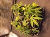 Growbox Clone.jpg