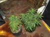 white widow grow day 44 and day 16 001.jpg