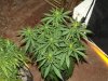 white widow grow day 44 and day 16 002.jpg