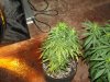 white widow grow day 44 and day 16 003.jpg