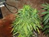 white widow grow day 44 and day 16 004.jpg