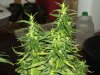 white widow grow day 44 and day 16 005.jpg