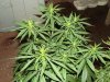 white widow grow day 44 and day 16 006.jpg