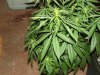 white widow grow day 44 and day 16 007.jpg