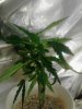 6 month old or more re vegged clone took off Berry Bomb. 12-11.jpg