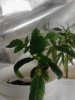 6 month old or more clone took off Snowcap. 12-11.jpg