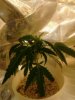 6 month old or more re vegged clone took off Chocolate Heaven. 12-11.jpg