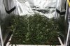 The Dawg House Grow 001 (800x533).jpg