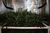 The Dawg House Grow 002 (800x533).jpg