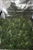 The Dawg House Grow 005 (533x800).jpg