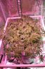 The Dawg House Grow 006 (533x800).jpg