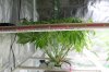 The Dawg House Grow 008 (800x533).jpg