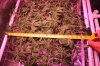 The Dawg House Grow 023 (800x533).jpg