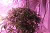 The Dawg House Grow 017 (800x533).jpg