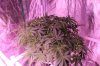 The Dawg House Grow 018 (800x533).jpg