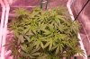 The Dawg House Grow 013 (800x533).jpg