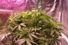 The Dawg House Grow 014 (800x533).jpg