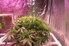 The Dawg House Grow 015 (800x533).jpg