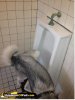 dog-using-urinal-525x700.jpg