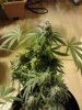 LST'D in a S shape Grapefruit. 12-17.jpg