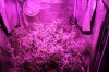 Grutrude The Groupie Week 6 Day 2 Of Flower 002 (800x533).jpg