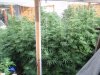 Winter summer grow pix  mid flower 2012 - 2013 012.jpg